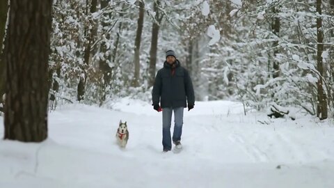 The man walk in the snowy forest with a Husky. Real time capture