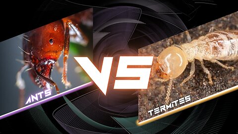 Are Ants and Termites Enemies I Ants vs Termites