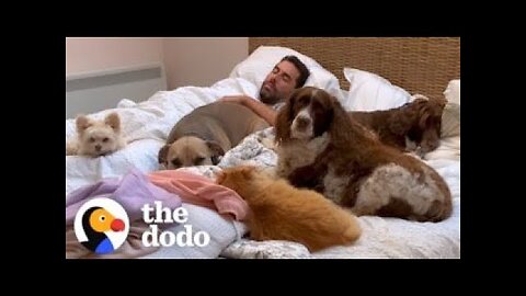 Guy Sleeps In Bed Full Of Rescue Animals