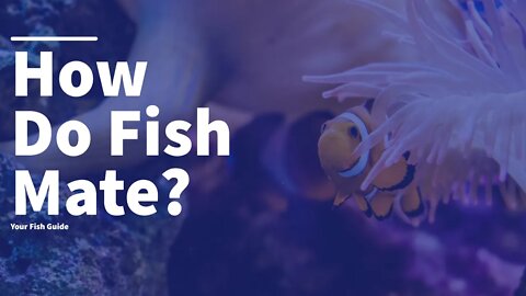 This Is How Fish Mate: YOU WONT BELIEVE THIS ~ Fish Education | A Must Watch!