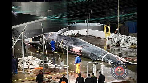 First whale of 2023 killed in Iceland which had at least two harpoons fired at it