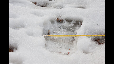 Sasquatch Prints with recorded vocalizations