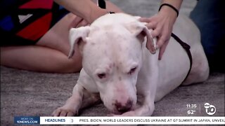 Pet of the Week: Ozzy