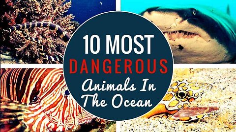 10 Most Dangerous Marine Animals In The World! - Orcas Killer!