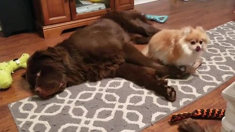 Newfoundland plays dead to avoid tiny angry dog