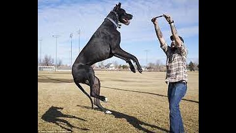 Huge Great Dane Playing With Owner.