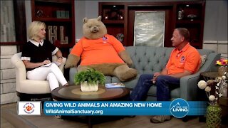 Giving Animals A Home // Wild Animal Sanctuary