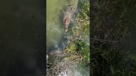 Crocodilos Camuflados na Agua #shorts