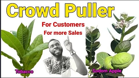 How to do CROWD PULLER using Tobaco leafs and Sodom Apple | Heal Yourself GH | Heal Yourself Herbal