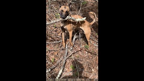 Belgian Malinois dog helps with storm damage removal in Alabama