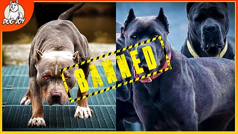 Most BANNED Dog Breeds