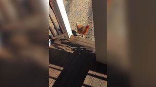 Why Did These Chickens Cross The Road?