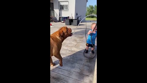 Toddler playing with his dog