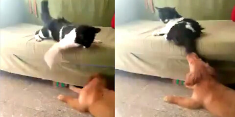 Cat Taken Hilarious Revenge When Dog Tease Her