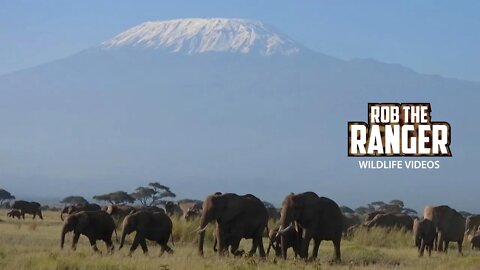Huge Amboseli Elephant Herd Under Mount Kilimanjaro | Zebra Plains Safari