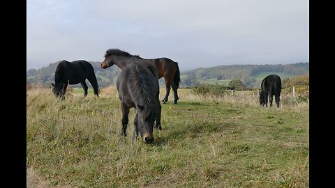 Horses Eating Grass Ultimate Wild Animals Collection in 8K ULTRA HD _ 8K TV