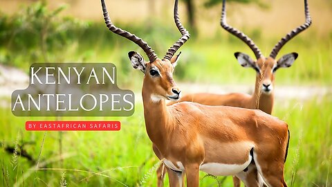 18 Most popular Antelope species in Kenya-Travel video