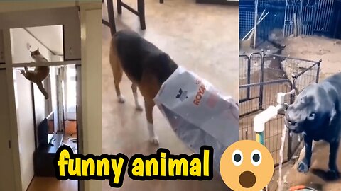 Animal activity of funny. Funny animal video