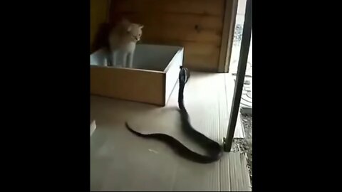 Mother Cat Protecting Her Kitten From Cobra😱😱