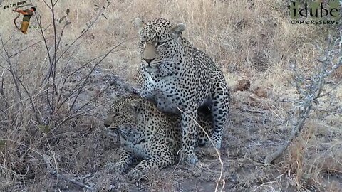 WILDlife: Pairing Leopard Pair