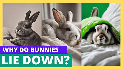 Understanding Rabbit Behavior: Why do they Down