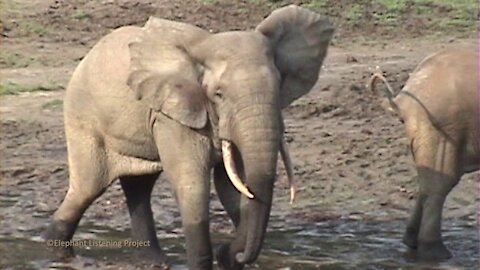 Forest Elephant Musth Rumble 2021