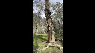 Dead Tree Standing With 1 Limb