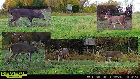 Trail cam time lapse! 6 weeks of Fall food plot action! Tactacam reveal x 2021 cellular trail cam
