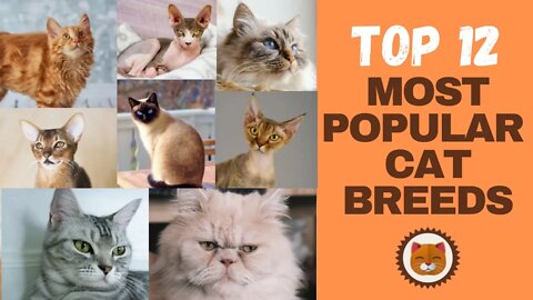 Top 12 Most Popular Cats 😻 [COUNTDOWN] 🐱 Most Popular Cat Breeds in the World