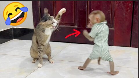 Cute monkey Acts Like Kongfu To FIght With Big Cat So Funny 😂
