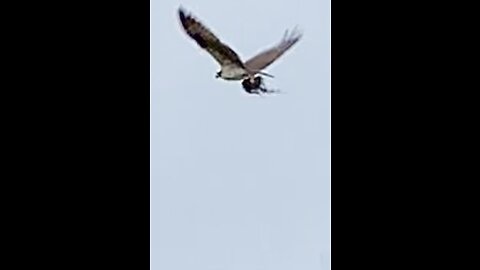 Osprey steals hay out of pasture to line its nest.