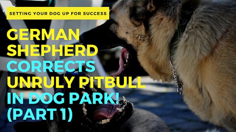 German Shepherd Corrects Unruly Pitbull In Dog Park! (Part 1)