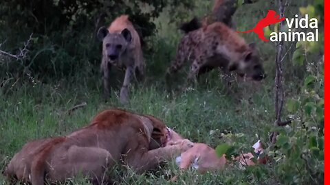 HIENAS ROUBAM PRESA DE LEOA - VIDA ANIMAL