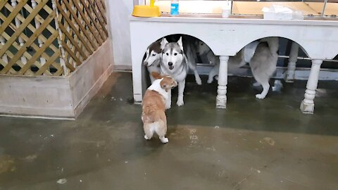 Husky puchi playing with friends... puchitan funny pets video