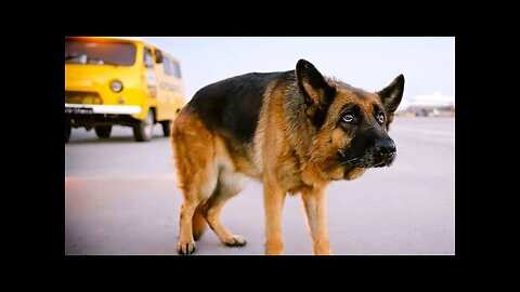 A dog abandoned by its owner in airports