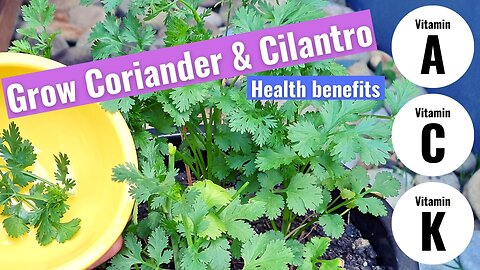 Grow your own Coriander Cilantro at home for maximum health benefits