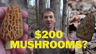 Foraging the $200 Morel Mushroom!