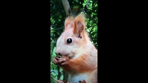 The red squirrel is really cute and energetic? Nice pet potential?