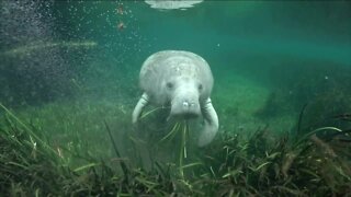 Wildlife experts weigh-in as starvation still poses a threat to Florida's manatees