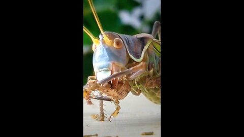 The Locust’ Trophies To Dated How Many Nights Of Hardship!