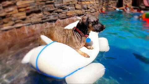 Dogs First Time in the Swimming Pool