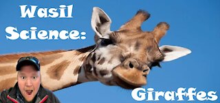 Wasil Science: Giraffes!