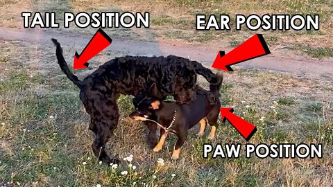 Dog Body Language: Humping During "Play"