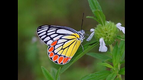 Butterfly very beautiful moment - #98