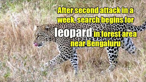 After the second attack in a week, the search begins for leopard in the forest area near Bengaluru