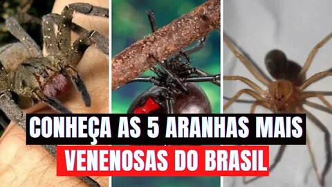 Conheça as 5 Aranhas Mais Venenosas do Brasil (INCRÍVEIS CURIOSIDADES)