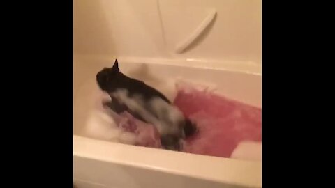 Ecstatic dog can't stop running & jumping for bath time