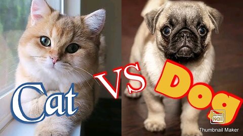 funny animal video | cats and dogs | 2023