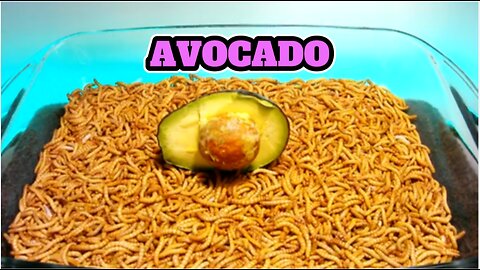 EP.2 MEALWORMS VS AVOCADO Watch as the mealworms make quick work out of this avocado.
