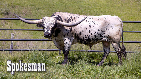 Spokesman - The Texas Longhorn Herd Sire